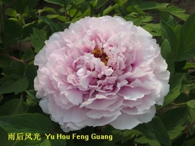 Деревоподібна півонія Yu Hou Feng Guang